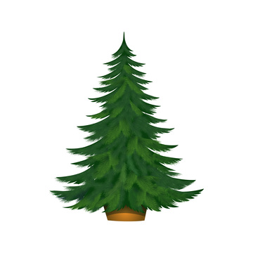 圣诞节圣诞树松树柏树树木植物