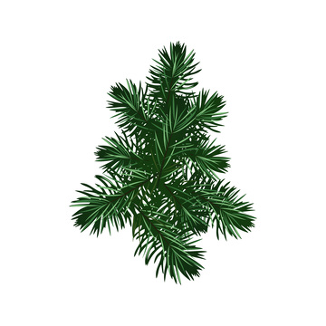 圣诞节圣诞树松树松枝松针植物