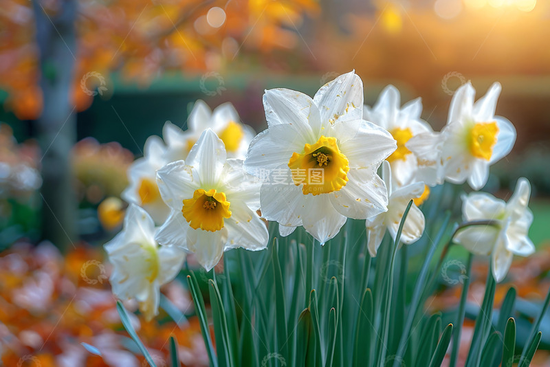 高清大图下载【趣麦麦图】唯美的水仙花素材 1