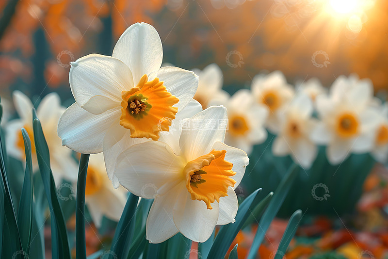 高清大图下载【趣麦麦图】唯美的水仙花素材 2