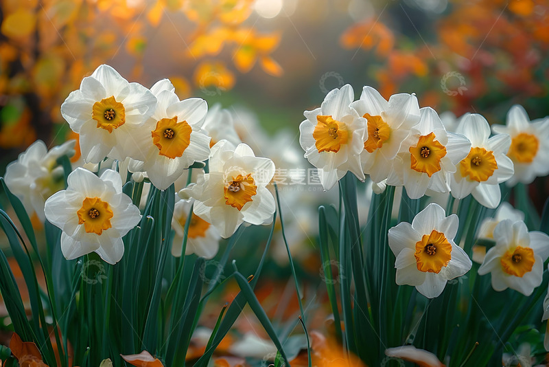 高清大图下载【趣麦麦图】唯美的水仙花素材 3