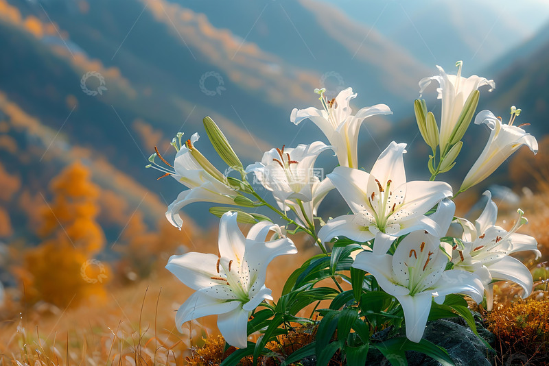 高清大图下载【趣麦麦图】山坡上白色的花朵 1