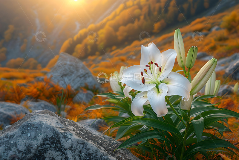 高清大图下载【趣麦麦图】山坡上白色的花朵 