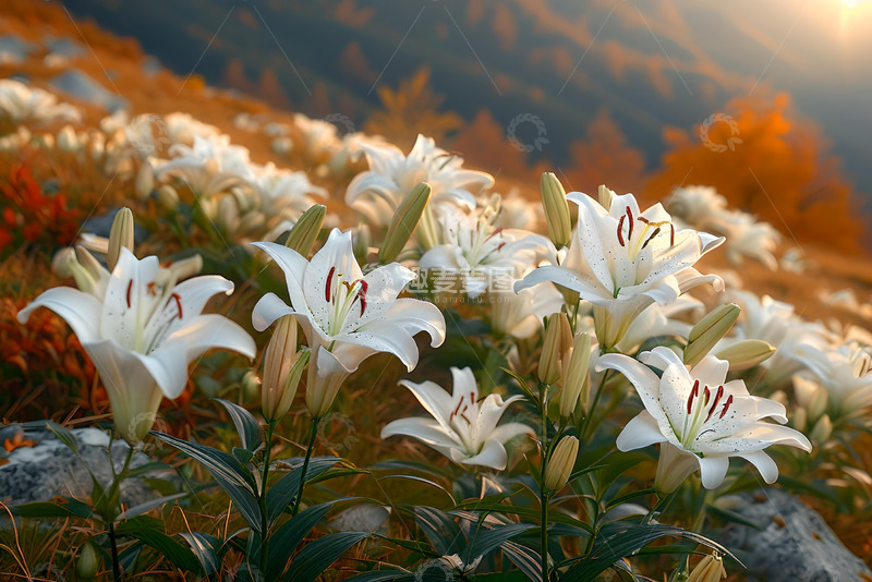 高清大图下载【趣麦麦图】山坡上白色的花朵 (6)