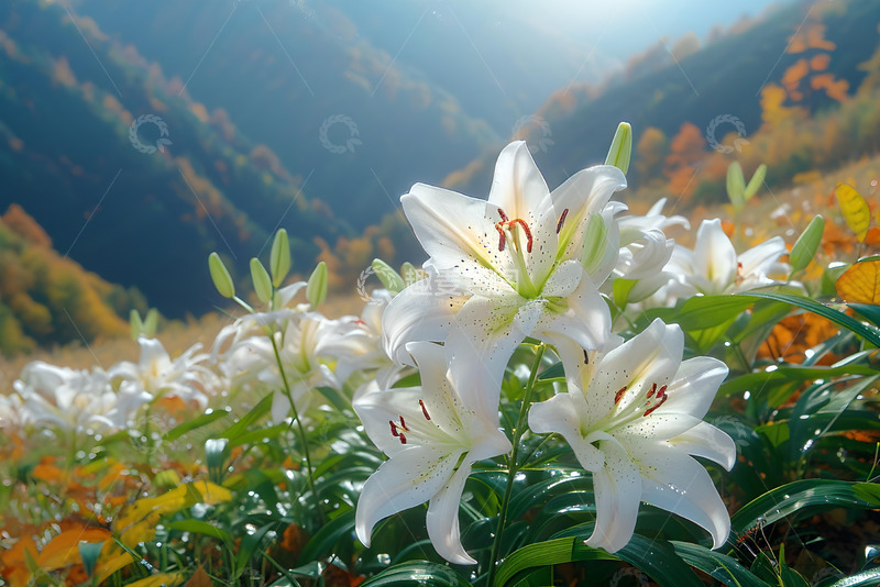 高清大图下载【趣麦麦图】山坡上白色的花朵 3