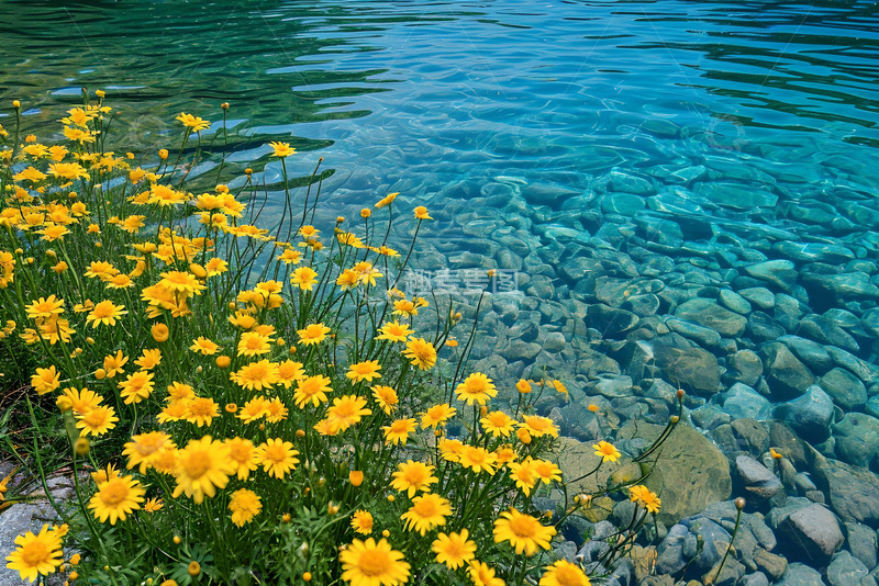 高清大图下载【趣麦麦图】湖边黄色的花 (1)