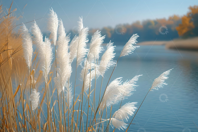 高清大图下载【趣麦麦图】湖边的芦苇草 (2)