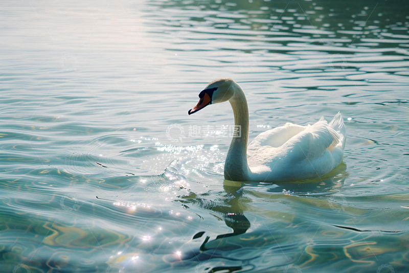 高清大图下载【趣麦麦图】湖面上游泳的天鹅 (2)