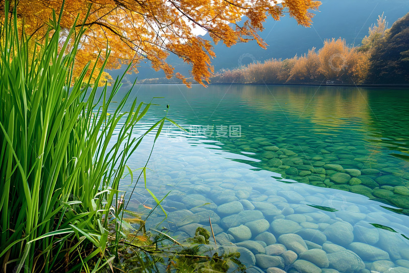 高清大图下载【趣麦麦图】湖水边的苇草 (3)