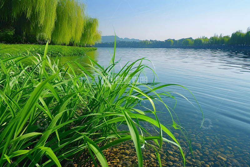 高清大图下载【趣麦麦图】湖水边的苇草 (1)