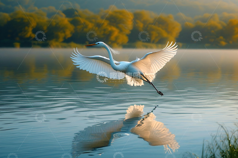 高清大图下载【趣麦麦图】水面飞翔的白鹭 (2)
