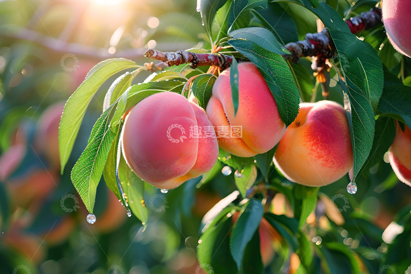 高清大图下载【趣麦麦图】阳光下的桃子 (2)