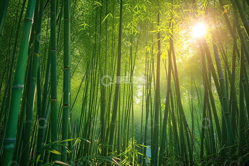 高清大图下载【趣麦麦图】绿色的竹子素材 (3)