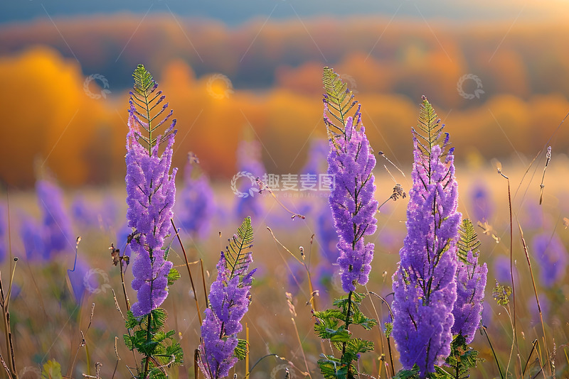 高清大图下载【趣麦麦图】花丛中紫色的花朵 (2)