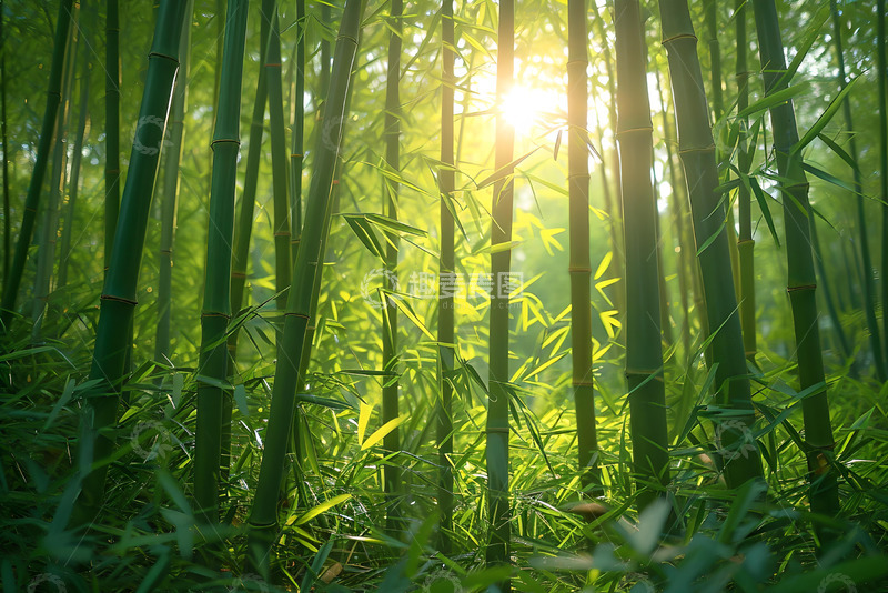 高清大图下载【趣麦麦图】绿色的竹子素材 (4)
