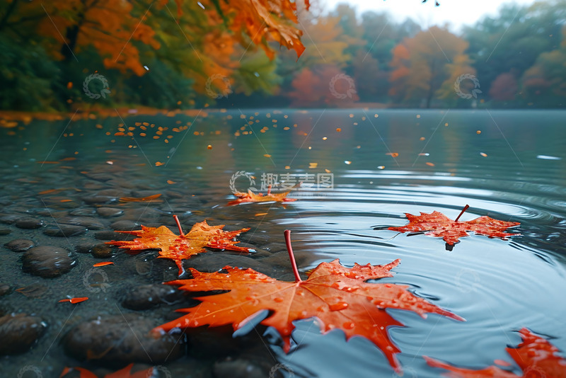 飘落在水面上的落叶 (3)