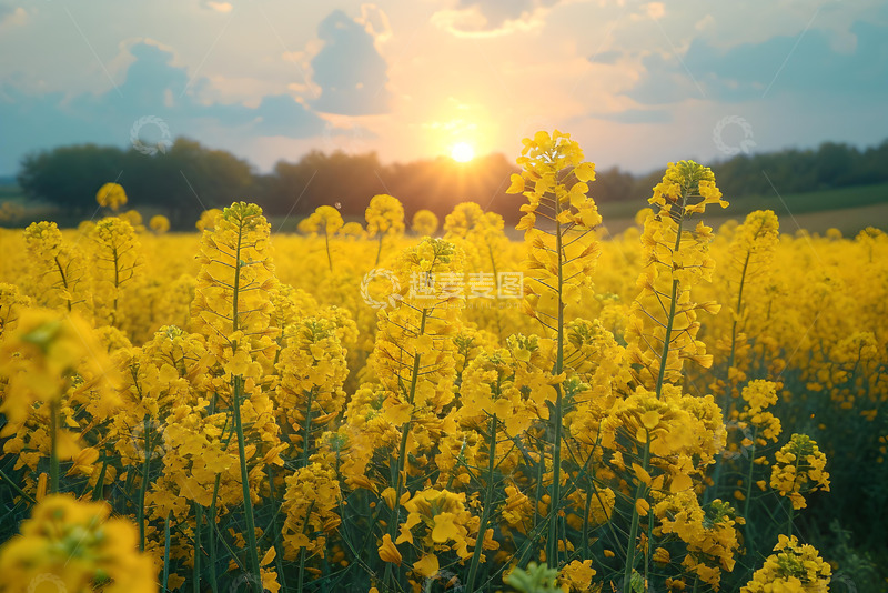 高清大图下载【趣麦麦图】黄色的油菜花 (2)