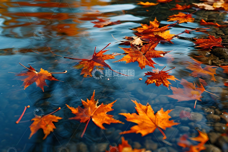 高清大图下载【趣麦麦图】飘落在水面上的叶子 (3)
