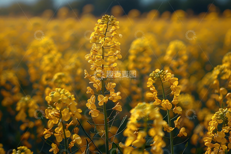 高清大图下载【趣麦麦图】黄色的油菜花 (1)