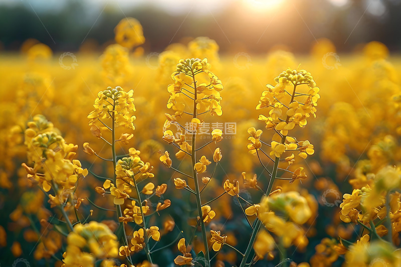 高清大图下载【趣麦麦图】黄色的油菜花 (3)