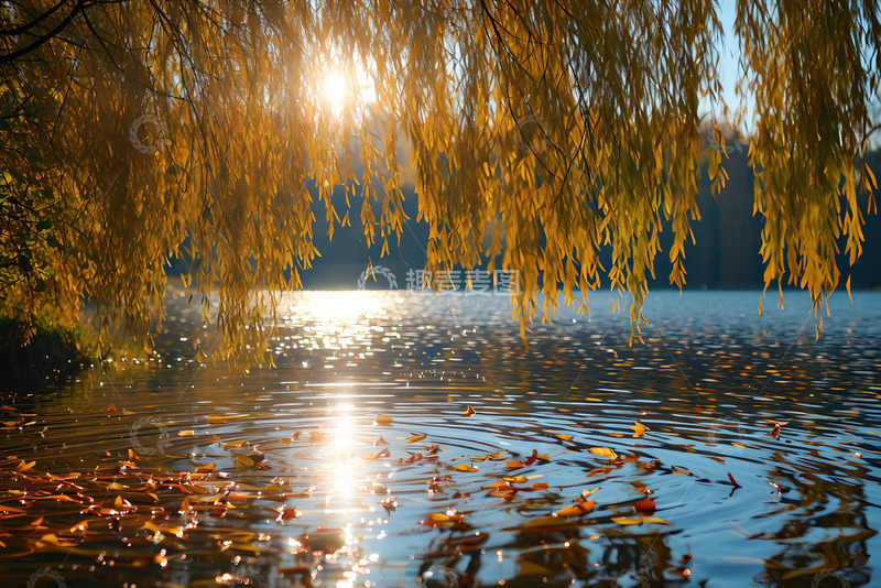 高清大图下载【趣麦麦图】湖边的垂柳落叶飘落于湖面 (1)
