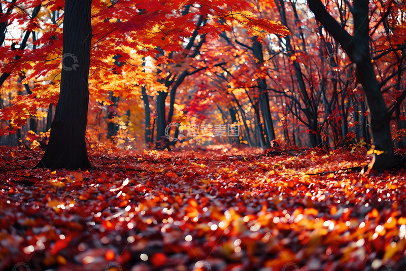高清大图下载【趣麦麦图】秋日红叶森林 (8)