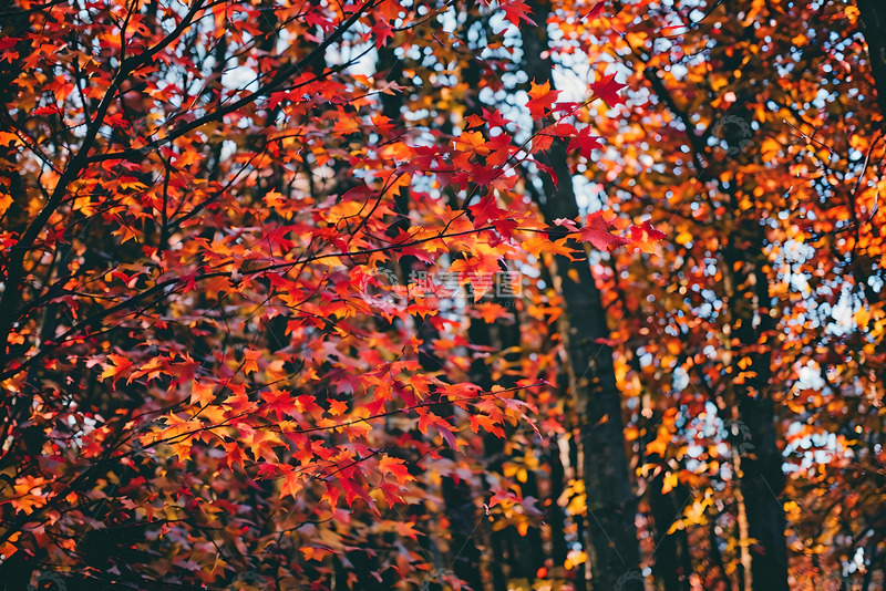 秋日红叶森林 (3)