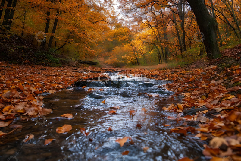高清大图下载【趣麦麦图】落叶落在潺潺流淌的小溪中 (4)