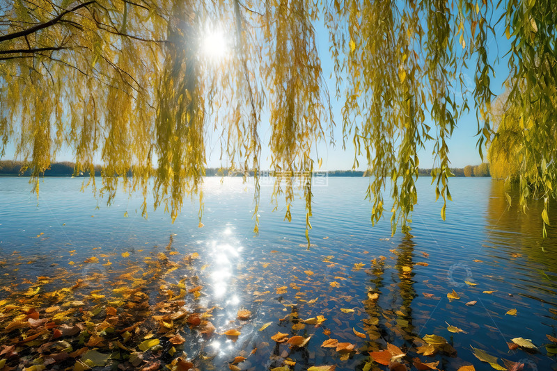 高清大图下载【趣麦麦图】湖边的垂柳落叶飘落于湖面 (2)