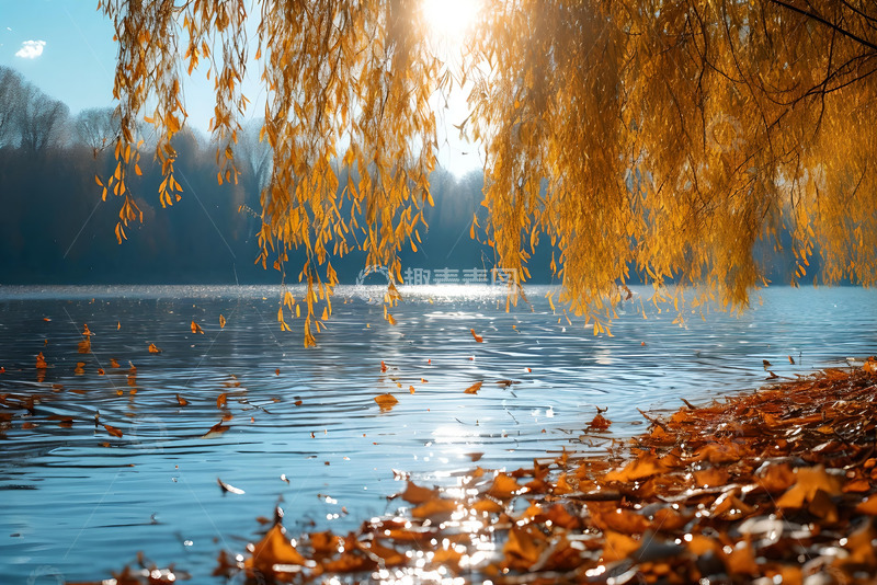 高清大图下载【趣麦麦图】湖边的垂柳落叶飘落于湖面 (3)