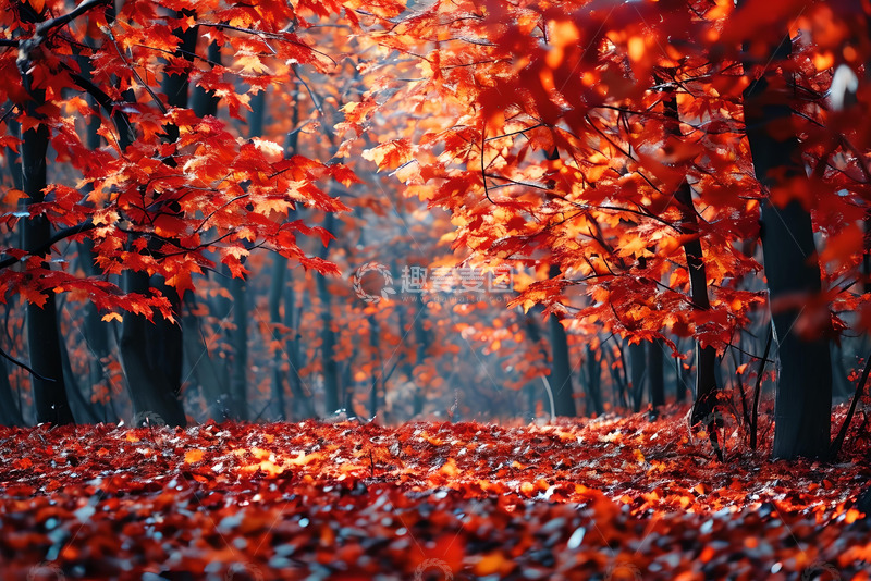 高清大图下载【趣麦麦图】秋日红叶森林 (7)