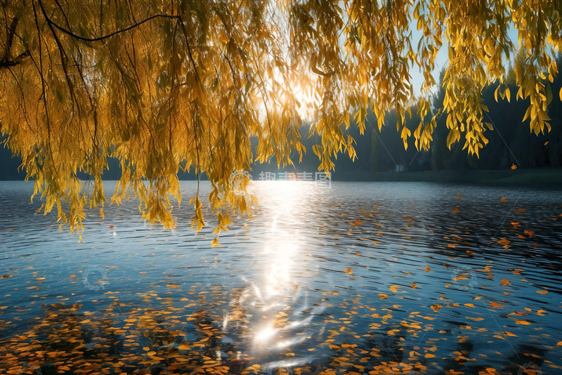 高清大图下载【趣麦麦图】湖边的垂柳落叶飘落于湖面 (5)