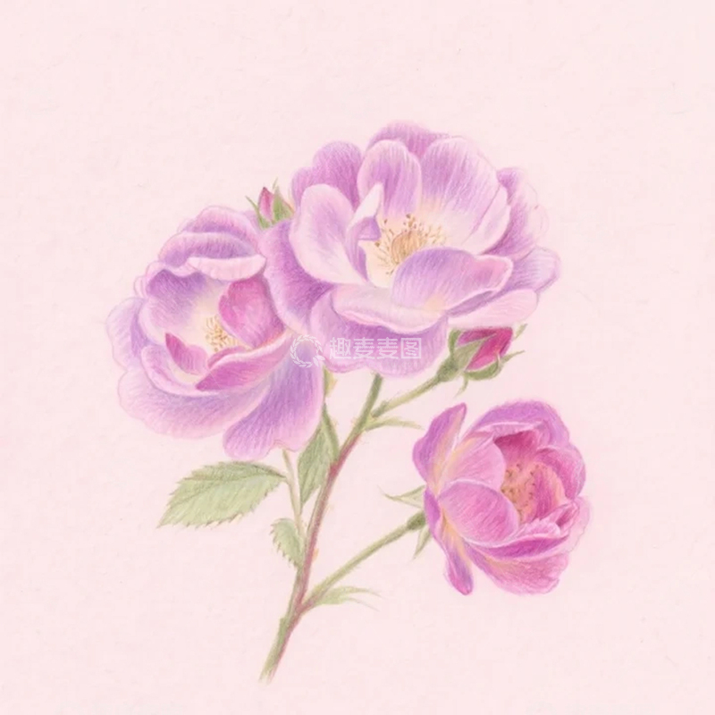 高清大图下载【趣麦麦图】紫色彩铅花朵