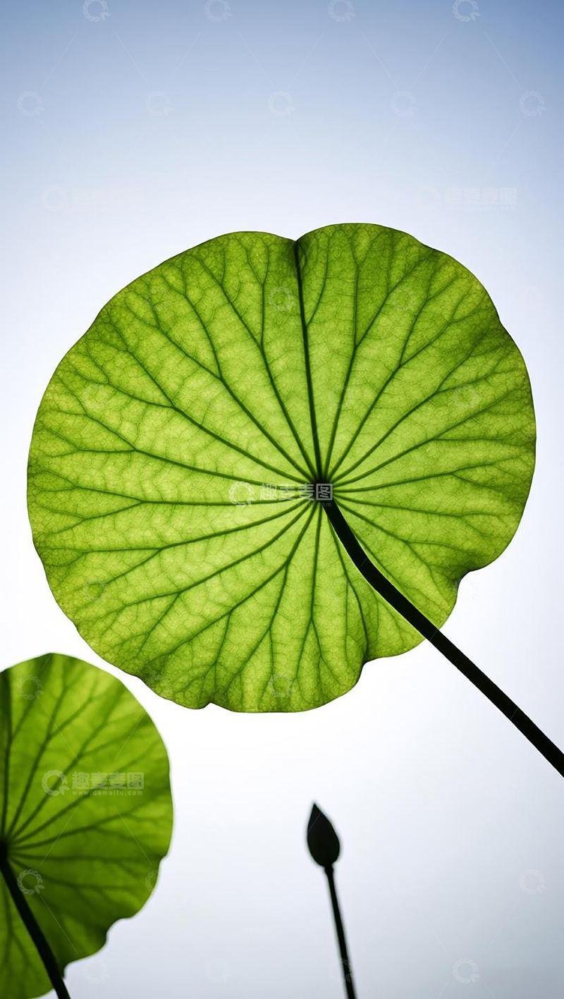 高清大图下载【趣麦麦图】逆光下荷叶肌理