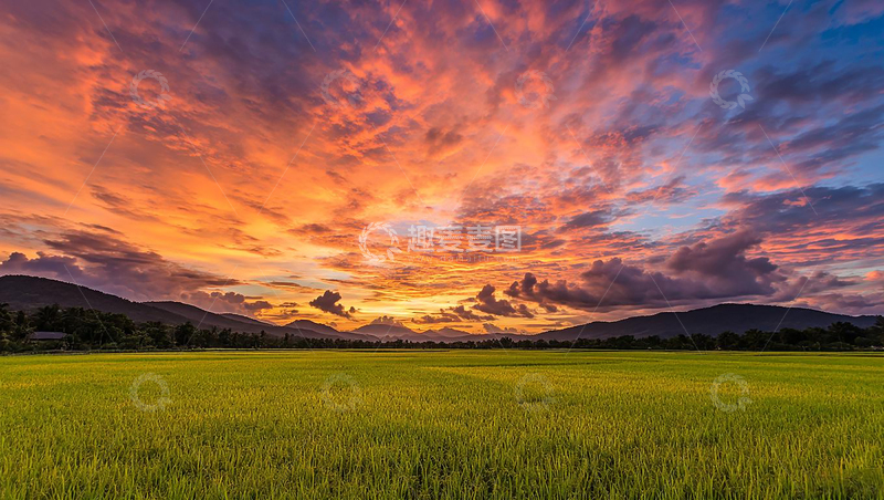 高清大图下载【趣麦麦图】夕阳下的麦田风景壁纸