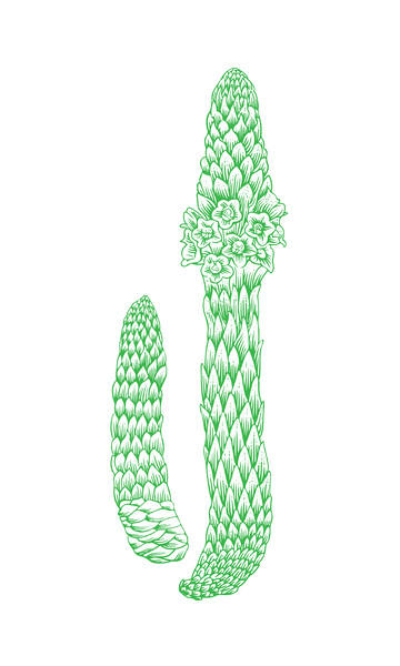 本草纲目中草药肉苁蓉素描线稿插画