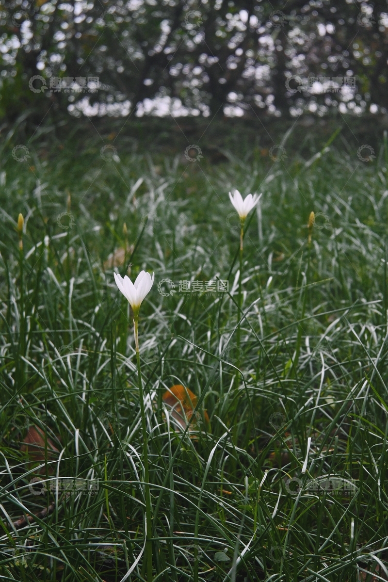 高清大图下载【趣麦麦图】葱莲在草丛绽放