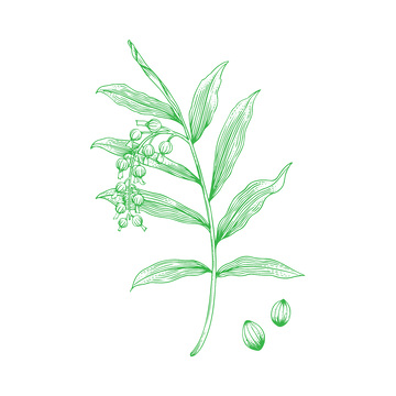 本草纲目中草药砂仁素描线稿插画