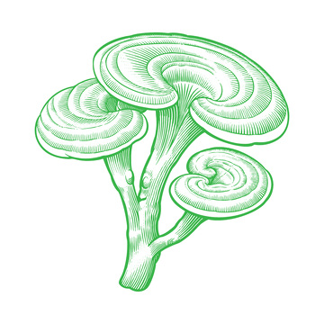 本草纲目中草药灵芝素描线稿插画