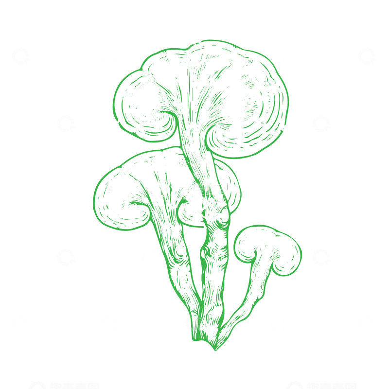 源文件下载【趣麦麦图】本草纲目中草药灵芝线稿插画线描
