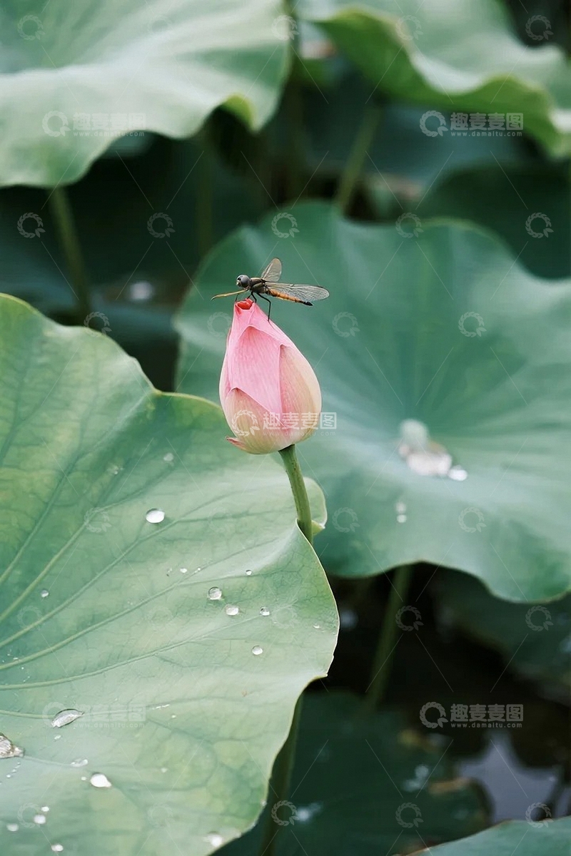 高清大图下载【趣麦麦图】夏天荷花荷叶01