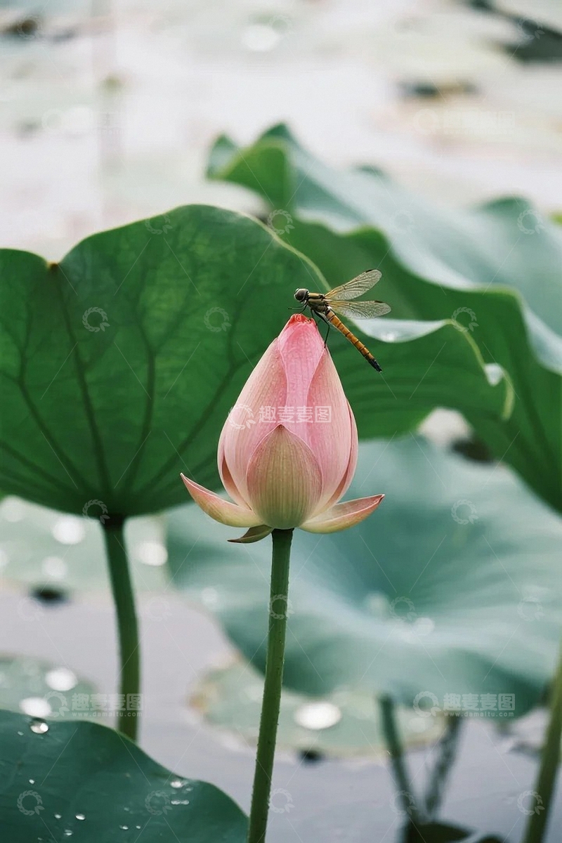 高清大图下载【趣麦麦图】夏天荷花荷叶