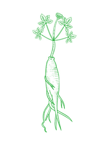 本草纲目中草药人参线稿插画线描版画