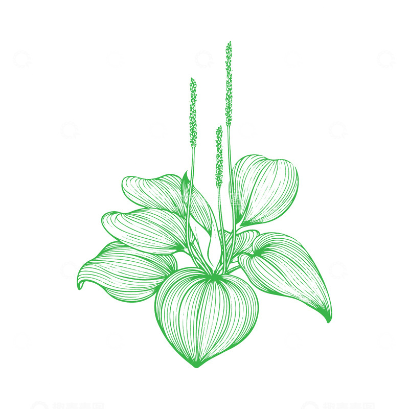 源文件下载【趣麦麦图】本草纲目中草药车前草线稿插画线描版画