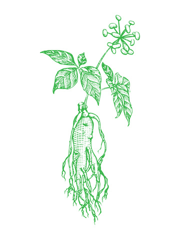 本草纲目中草药人参线稿插画版画铜版画