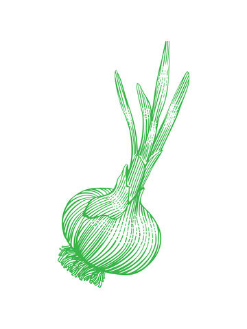 蔬菜食材调料品大蒜蒜苗线稿插画