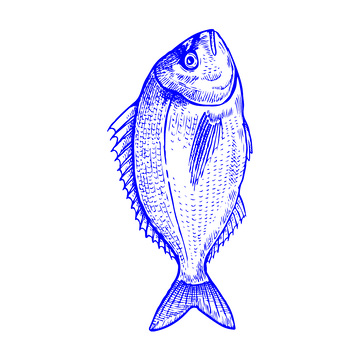 海鲜食材鱼类鲷鱼线稿插画版画