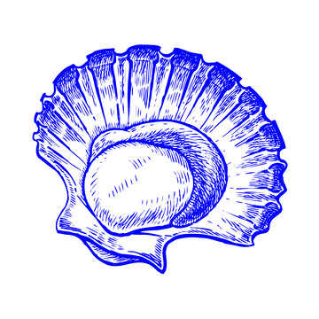 海鲜食材贝类扇贝线稿插画版画