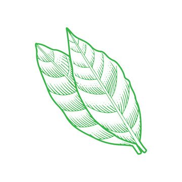 香料食材调料品香叶线稿插画版画