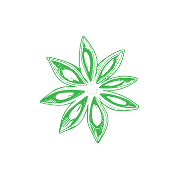 香料食材调料品八角线稿插画版画